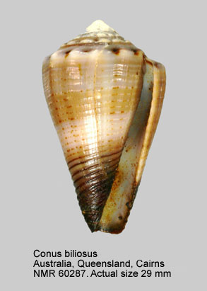 Conus biliosus.jpg - Conus biliosus(Röding,1798)